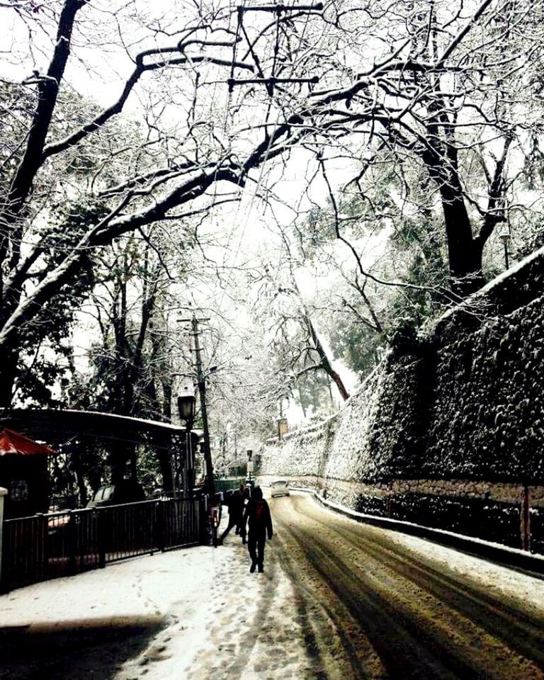 PEOPLE WALKING ON ROAD ALONG BARE TREES