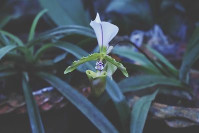 Close-up of flowering plant with dew drops