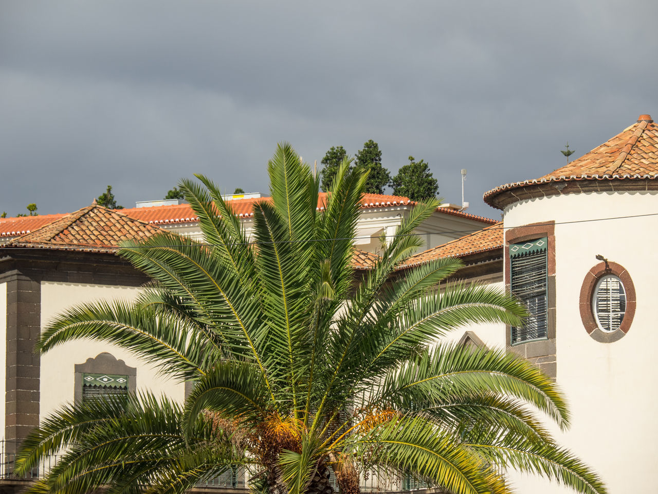 PALM TREES AND PLANTS OUTSIDE HOUSE
