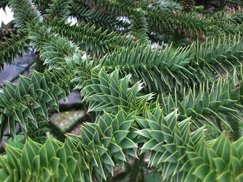 Full frame shot of fresh green plants