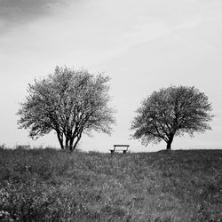 Trees on field against clear sky