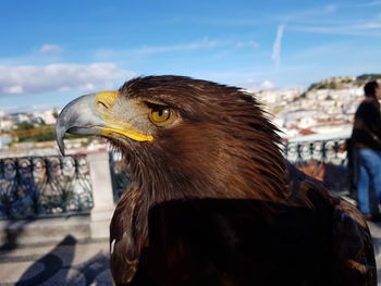 Close-up of eagle perching against sky