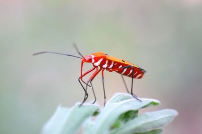 Close-up of insect on flower