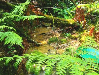 Scenic view of waterfall in forest