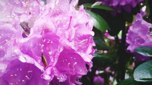 Close-up of raindrops on pink flower blooming outdoors