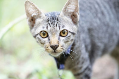 Close-up portrait of a cat