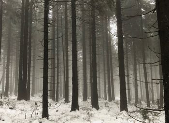 Pine trees in forest during winter