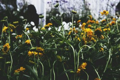 Close-up of flowers blooming outdoors