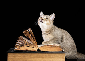 Gray kitten scottish straight chinchilla sits near an open book on a black background, funny muzzle