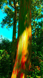 Multi colored trees against sky
