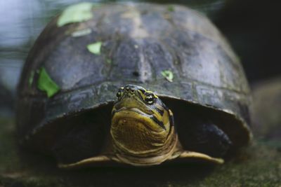 Close-up of turtle