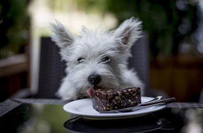 Close-up of west highland white terrier licking cake at restaurant