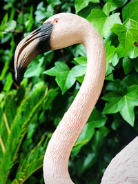 Close-up of a bird