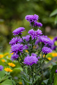 Close-up of purple flowering plants