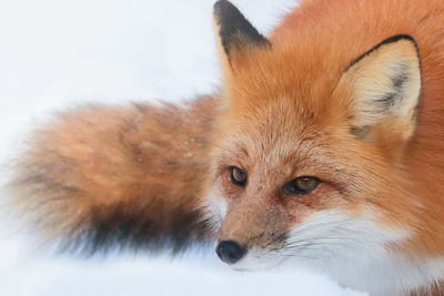 Close-up of fox on field