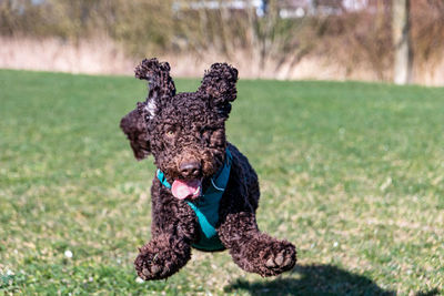 Dog running on field