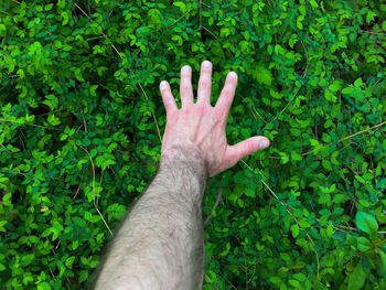 Close-up of hand against plants