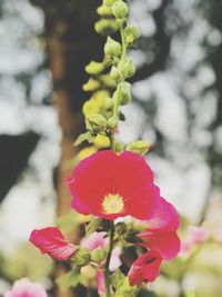 Close-up of red hibiscus blooming outdoors