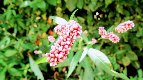 Close-up of pink flowers blooming outdoors
