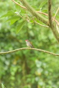 Bird perching on a branch