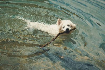 Dog with a stick. 