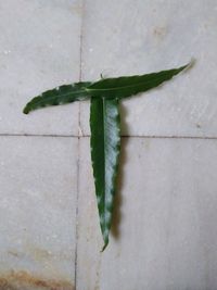 High angle view of insect on leaf against wall