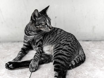 Close-up of a cat looking away