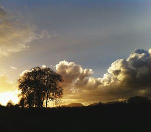 Silhouette of trees at sunset