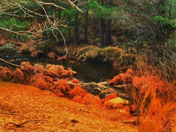 Scenic view of river in forest