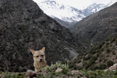 Fox standing on field against mountains