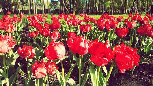 Red tulips in field