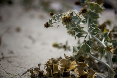 Close-up of wilted plant