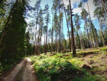 Trees in forest against sky