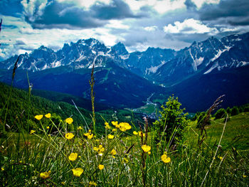 Yellow flowers growing on field against sky