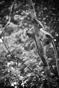 Close-up of lizard on tree branch