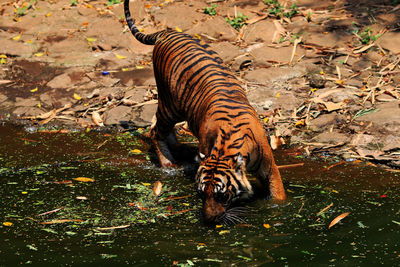 Zebra in water