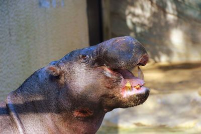 Close-up of a dog