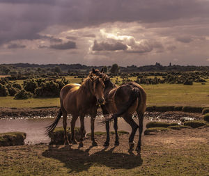 Horse on field against sky