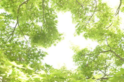 Low angle view of trees against sky