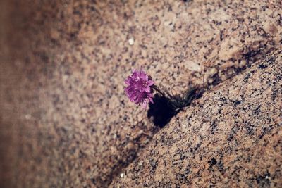 Close-up high angle view of flower on ground