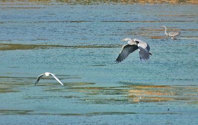 Seagulls flying over sea