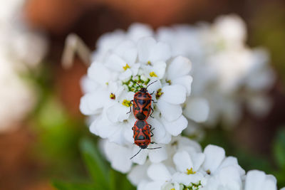Close-up of insect on white flower
