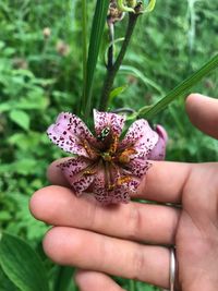 Close-up of hand holding purple flower