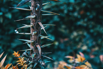 Close-up of plant on field