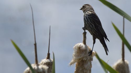 Close-up of bird perching on branch against sky