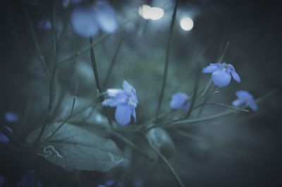 Close-up of purple flowers
