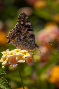 Close-up of butterfly pollinating on flower