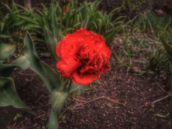 Close-up of red rose in field