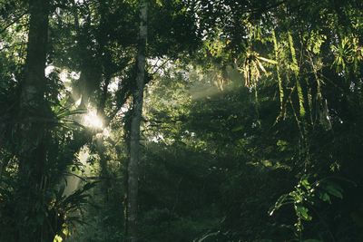 Low angle view of trees in forest