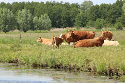 Cows in a fields